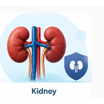 Kidney