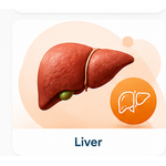 Liver